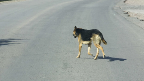 Jauría de perros ingresa a zoológico de NL y mata a 2 canguros