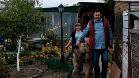 Familia adopta a enorme oso ¡Hasta ve la TV!
