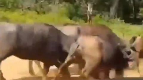 Búfalos atacan a un leopardo para salvar a una cría; video se hace viral