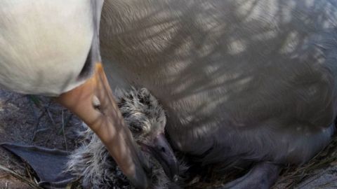 ¡Sorprendente! Albatros más longeva del mundo se convierte de nuevo en madre