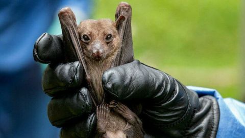 Encuentran NUEVO CORONAVIRUS en murciélagos de Tailandia