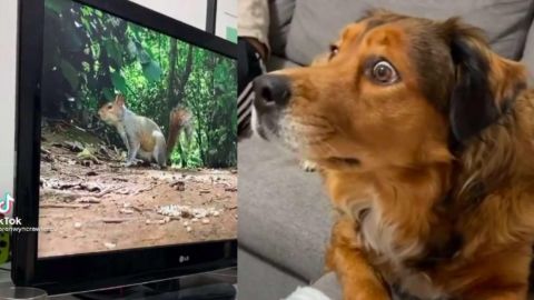 VIDEO: Perro se asusta al ver una ardilla ''dentro'' de su televisor