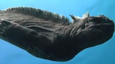 Increíble video: 'mini Godzilla' nadando en las Islas Galápagos