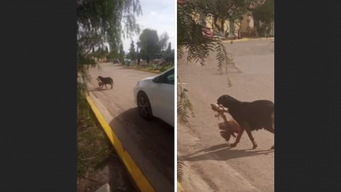 Perra llevaba HUESOS a cachorros en el Monte de los Olivos; pensaban que eran humanos