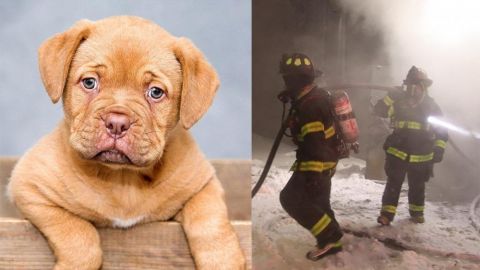 Mueren al menos 100 animales en incendio de tienda de mascotas en EU