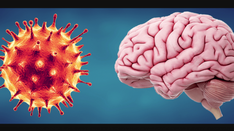 El Covid-19 se relaciona con una inflamación viral en el cerebro