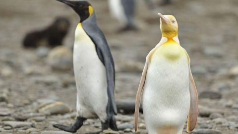 FOTOS: Captan por primera vez al ÚNICO pingüino AMARILLO
