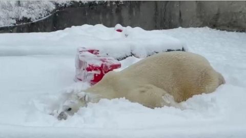 Oso polar en zoológico de Estados Unidos, el más feliz con las recientes nevadas