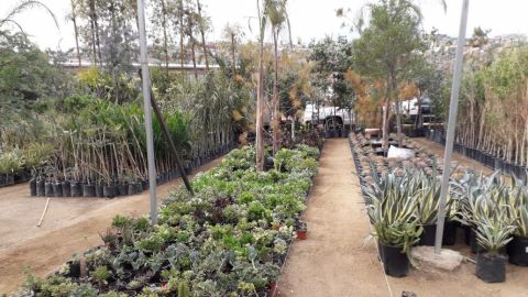 Incrementan ventas en viveros de Tijuana