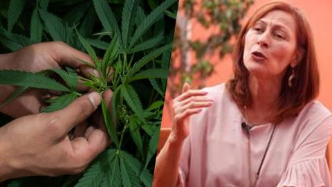Regular la marihuana permitirá siembra en el sur del país: Clouthier