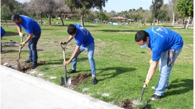 Habrían forestado el Parque Morelos con planta tóxica muy peligrosa
