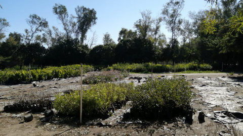 Planta ''toxica'' en el Parque Morelos está lejos del alcance de los ciudadanos
