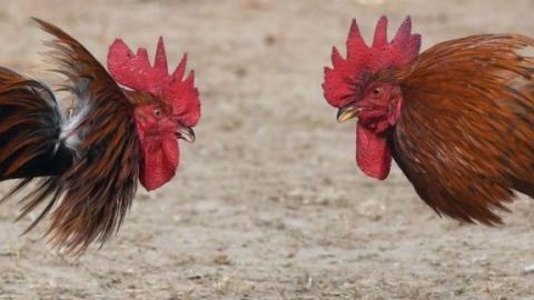 Gallo mata a su dueño durante pelea ilegal en India