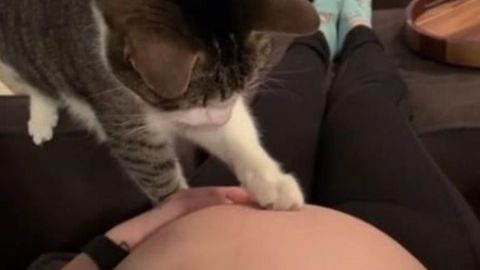 Así reaccionó un gatito al DESCUBRIR que su dueña está EMBARAZADA