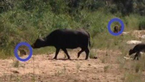 VIDEO: Búfalo se ENFRENTA a un León y un leopardo por defender a su cría