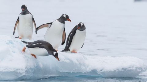 En Noruega, vacunan a pingüinos para protegerlos de gripe aviar