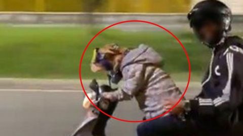 Perrita maneja moto y se vuelve viral; critican a dueño por 'irresponsable'