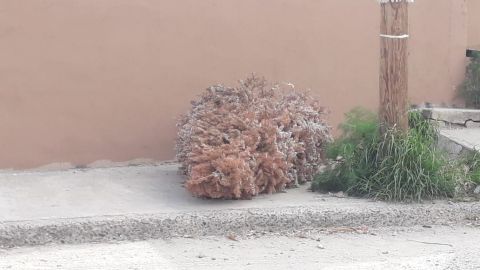 Siguen apareciendo árboles de navidad en calles de Tijuana