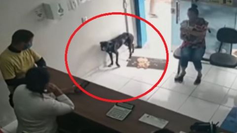 VIDEO:Perrito callejero entra solo por ayuda a veterinaria; tenía la pata herida