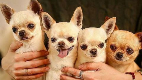 ¿Verdad o mito que perros 'chihuahua' pueden curar el asma?