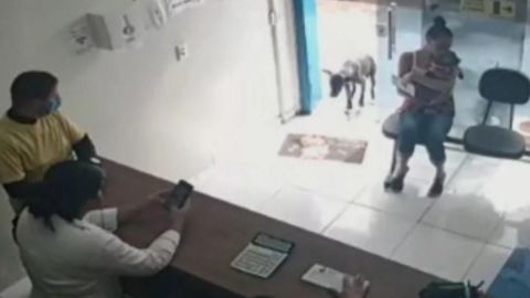 VIDEO: Perrito callejero entra a VETERINARIA para que le curaran su HERIDA
