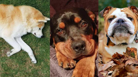 Las seis razas de perros más leales según los veterinarios