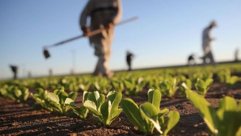 Autoridades de B.C. y Estados Unidos refuerzan acciones en materia fitosanitaria