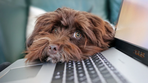 Crean inteligencia artificial que premia a los perros por su buen comportamiento