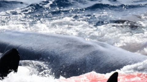 Impactante: Ballena azul gigante es acorralada y devorada por 70 orcas