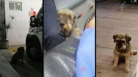 Perrito corre tras AMBULANCIA que trasladaba a su dueño