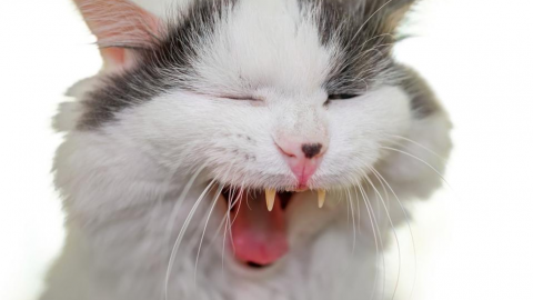 VIDEO: Gatito roba la dentadura postiza a una anciana; video se hace viral