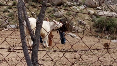 La Fiscalía, recuperó ¡una vaca!