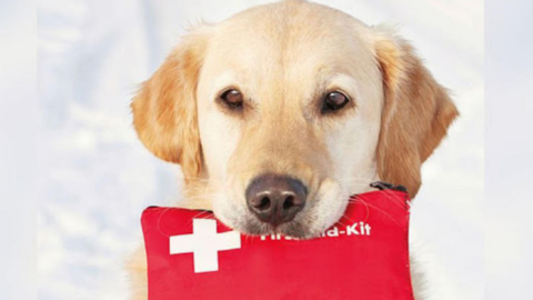 Primeros auxilios para perros: Cómo actuar ante una emergencia