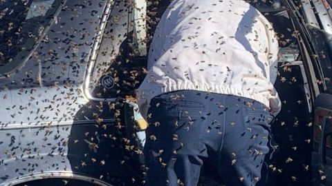 Ya había arrancado su auto cuando comenzaron a salir 15 mil abejas de un panal