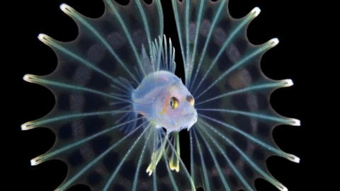 Captan FASCINANTES peces habitantes de aguas negras del océano