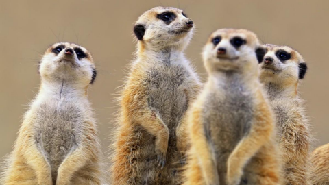 Las suricatas son los animales más letales del mundo revela estudio