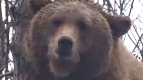 Impactante video: Enorme oso pardo trepó un árbol para alcanzar un nido