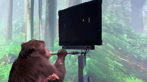 Neuralink logra que un mono juegue ping pong virtual con su mente