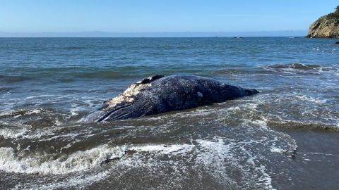 Hallan a 4 ballenas grises muertas en playas de San Francisco