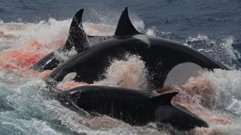 ¡IMPRESIONANTE!: Manada de orcas devora a ballena azul en solo cuatro horas