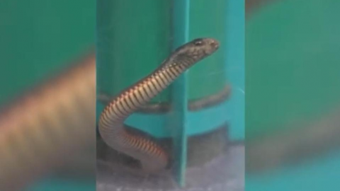 Mujer succiona peligrosa víbora venenosa con una aspiradora; video se hace VIRAL