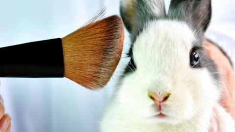 Así puedes saber si tu maquillaje es libre de crueldad animal