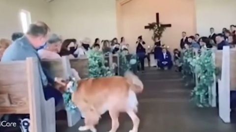 Perrito protagoniza la boda de sus humanos en el altar; encantador video