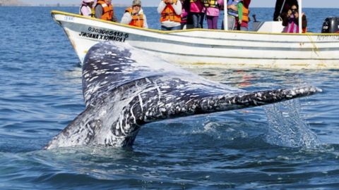 Impresionante ballena gris nada a lado de una embarcación; inesperado final