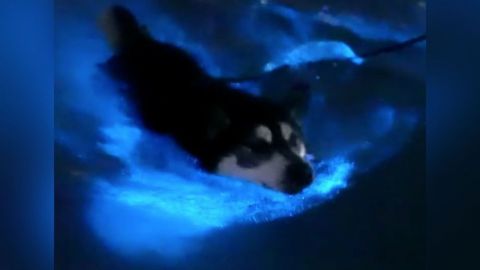Captan a perrito nadando en agua bioluminiscente (VIDEO)