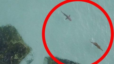 Impresionante video de tiburón cazando a un cocodrilo se hace viral
