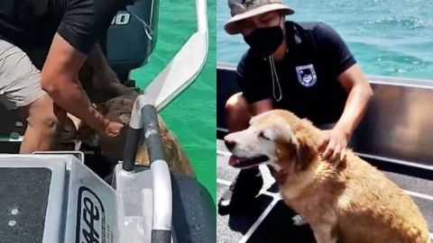 Bomberos rescatan a una perrita que fue arrastrada por el mar en Yucatán