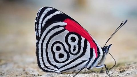🎥 ¿Es natural? Captan a extraña mariposa con número 88 tatuado en sus alas