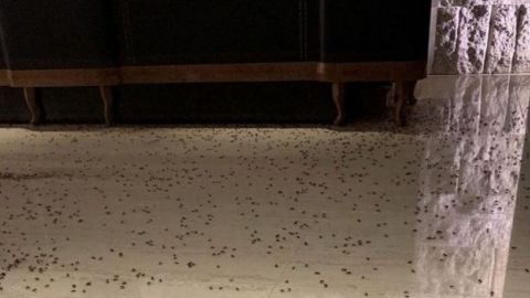 Arrojan más de mil cucarachas en restaurante; video se hace viral