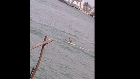 Captan a perro 'surfeando' en río de Alvarado, Veracruz